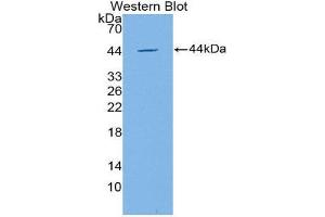 Western Blotting (WB) image for anti-Apolipoprotein C-IV (APOC4) (AA 28-124) antibody (ABIN1866736)