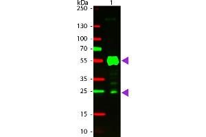 WB - Rat IgG (H&L) Antibody CY3 Conjugated Pre-Adsorbed Western blot of CY3 Conjugated Goat Anti-Rat IgG Pre-Adsorbed secondary antibody. (Ziege anti-Ratte IgG Antikörper (Cy3) - Preadsorbed)