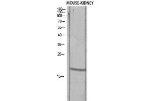 Western Blot (WB) analysis of Mouse Kidney lysis using TGFA antibody. (TGFA Antikörper)