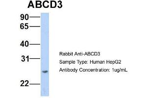 Host: Rabbit Target Name: ABCD3 Sample Type: Human HepG2 Antibody Dilution: 1.