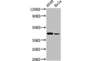 Western Blot Positive WB detected in: A549 whole cell lysate, Hela whole cell lysate All lanes: Pdgfd antibody at 3 μg/mL Secondary Goat polyclonal to rabbit IgG at 1/50000 dilution Predicted band size: 43, 31 kDa Observed band size: 43 kDa (PDGFD Antikörper  (AA 24-370))