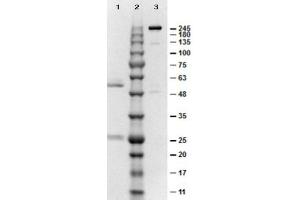 SDS-PAGE results of Mouse IgG2b Control. (Maus IgG2b Isotyp-Kontrolle)