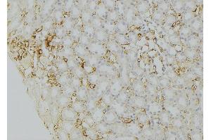 ABIN6272486 at 1/100 staining Mouse kidney tissue by IHC-P. (SEC22B Antikörper  (Internal Region))
