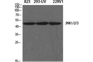 Western Blot (WB) analysis of specific cells using JNK1/2/3 Polyclonal Antibody. (JNK Antikörper  (Lys278))