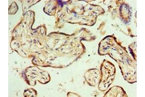 Immunohistochemistry of paraffin-embedded human placenta tissue using ABIN7160641 at dilution of 1:100 (MTMR14 Antikörper  (AA 1-280))
