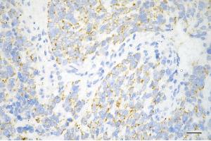 anti-Mitochondrial Ribosomal Protein S15 (MRPS15) antibody