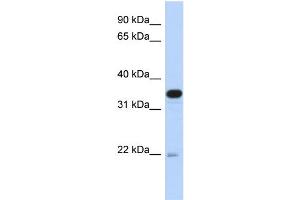 WB Suggested Anti-PITPNB Antibody Titration: 0.