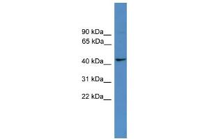 WB Suggested Anti-TAAR5 Antibody Titration: 0. (TAAR5 Antikörper  (Middle Region))
