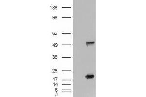 Image no. 3 for anti-Sonic Hedgehog (SHH) (AA 24-197) antibody (ABIN1491248) (Sonic Hedgehog Antikörper  (AA 24-197))