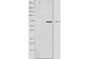 Western blot analysis of extracts from COS cells, using CEP70 antibody.