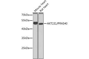Western blot analysis of extracts of various cell lines, using S1/PR antibody (ABIN6129890, ABIN6136741, ABIN6136742 and ABIN6221835) at 1:1000 dilution. (PRAS40 Antikörper  (AA 152-276))