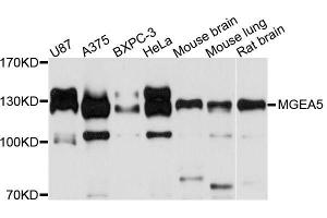 Western blot analysis of extracts of various cell lines, using MGEA5 antibody (ABIN5996598) at 1/1000 dilution. (MGEA5 Antikörper)