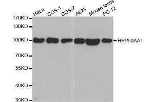 Western blot analysis of extracts of various cell lines, using HSP90AA1 antibody. (HSP90AA1 Antikörper  (AA 433-732))