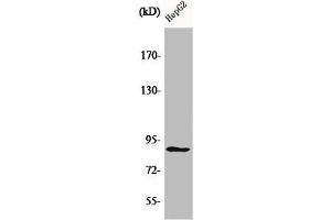Western Blot analysis of HepG2 cells using CDC46 Polyclonal Antibody (MCM5 Antikörper  (N-Term))