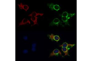 ABIN6262098 and ABIN6269010 staining HepG2 by IF/ICC. (HSPA9 Antikörper  (C-Term))
