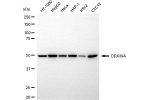 Western blotting analysis using DDX39A antibody (ABIN7798287).