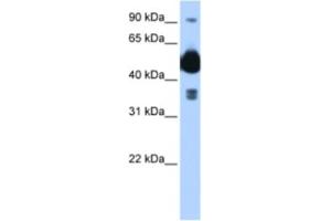 Western Blotting (WB) image for anti-FIC Domain Containing (FICD) antibody (ABIN2463018) (FICD Antikörper)