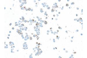 Immunocytochemistry (ICC) image for Mouse anti-Chicken IgY Light Chain (Light Chain) antibody (ABIN7795616)