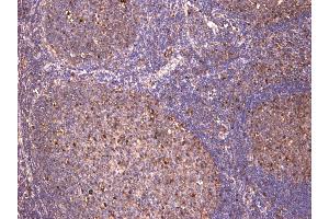 Immunohistochemistry (IHC) image for anti-c-Fos (c-Fos) (AA 283-295) antibody (ABIN5539622)
