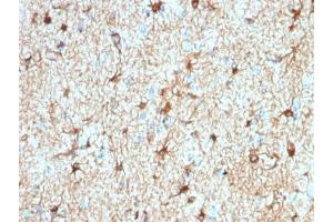 IHC testing of FFPE human cerebellum tissue with recombinant GFAP antibody (clone ASTRO/1974R).