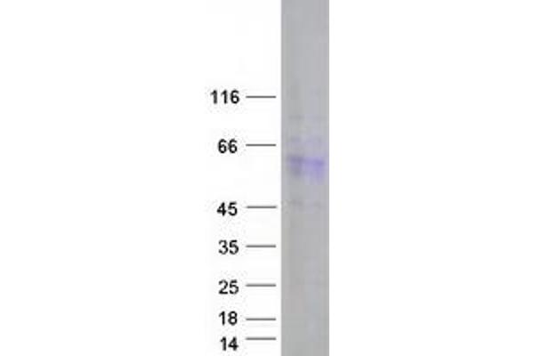 DAZ4 Protein (Transcript Variant 2) (Myc-DYKDDDDK Tag)