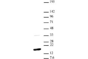 Western blot of Histone H3 dimethyl Lys36 antibody. (Histone 3 Antikörper  (H3K36me2))