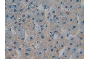 IHC-P analysis of Human Liver Tissue, with DAB staining. (TOR1B Antikörper  (AA 98-327))