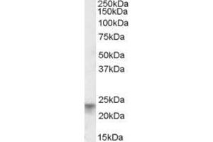 Image no. 2 for anti-Tetraspanin 8 (TSPAN8) (AA 178-192) antibody (ABIN462699) (Tspan-8 Antikörper  (AA 178-192))