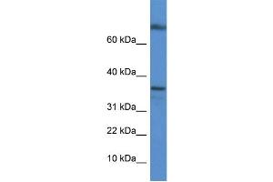 WB Suggested Anti-Tcea1 Antibody   Titration: 1. (TCEA1 Antikörper  (C-Term))