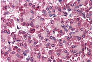 Human Pancreas (formalin-fixed, paraffin-embedded) stained with SEPT4 antibody ABIN214473 at 2. (Septin 4 Antikörper  (N-Term))