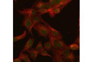 IF analysis of SFRS3 using anti-SFRS3 antibody (ABIN3043298) and anti-Beta Tubulin antibody (ABIN7602743).
