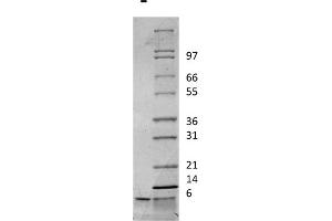 SDS-PAGE (SDS) image for Insulin-Like Growth Factor 1 (IGF1) protein (ABIN6699970)