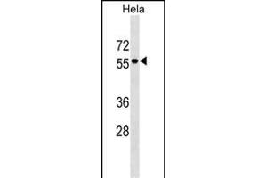 IGO3 Antibody (Center) (ABIN1538166 and ABIN2849213) western blot analysis in Hela cell line lysates (35 μg/lane). (AMIGO3 Antikörper  (AA 242-268))