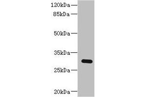Western blot All lanes: BPGM antibody at 2. (BPGM Antikörper  (AA 1-259))