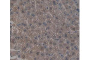 Used in DAB staining on fromalin fixed paraffin- embedded liver tissue (HCFC1 Antikörper  (AA 107-332))