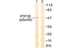 Western blot analysis of extracts from COS7 cells treated with UV 30', using PTP1B (Phospho-Ser50) Antibody. (PTPN1 Antikörper  (pSer50))