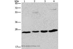Western blot analysis of A549 cell and human hepatocellular carcinoma, mouse liver tissue and HT-29 cell, using ETHE1 Polyclonal Antibody at dilution of 1:400 (ETHE1 Antikörper)