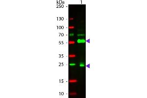 Western Blot of Atto 550 Conjugated Streptavidin. (Streptavidin Protein (Atto 550))