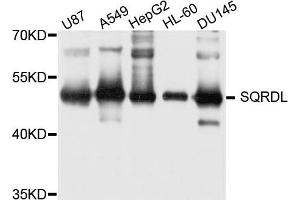 Western blot analysis of extract of various cells, using SQRDL antibody. (SQRDL Antikörper)