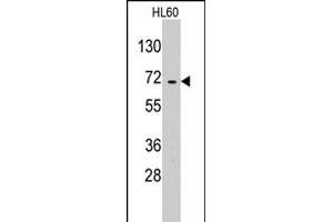 Western blot analysis of EARS2 polyclonal antibody  in HL-60 cell line lysates (35 ug/lane). (EARS2 Antikörper  (C-Term))