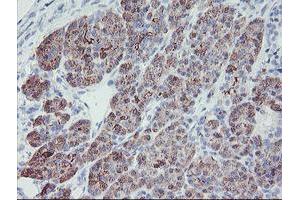 Immunohistochemical staining of paraffin-embedded Human pancreas tissue using anti-PPIL6 mouse monoclonal antibody. (PPIL6 Antikörper)
