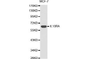 Western blot analysis of extracts of MCF-7 cell lines, using IL10RA antibody. (IL-10RA Antikörper  (AA 22-230))