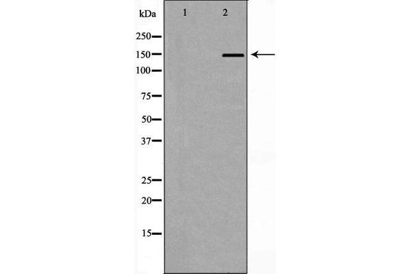NFASC Antikörper  (C-Term)