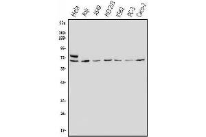 Western blot analysis of MNT using anti-MNT antibody (ABIN7601555).