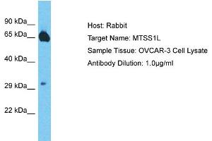 MTSS1L Antikörper  (Middle Region)
