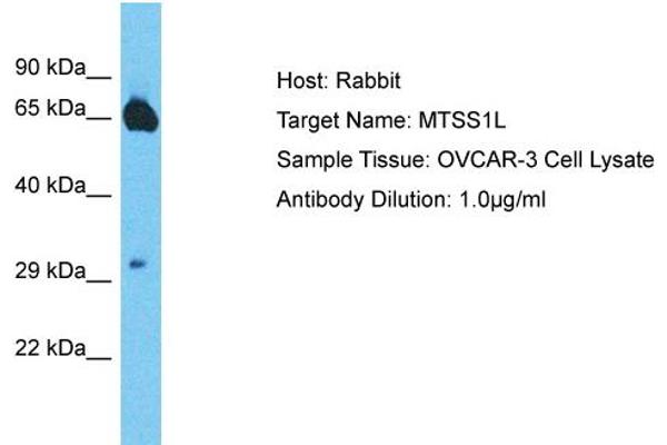 MTSS1L Antikörper  (Middle Region)