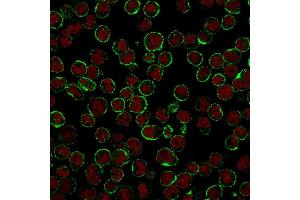 Immunofluorescent staining of Raji cells. (CD19 Antikörper)