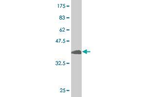 Western Blotting (WB) image for anti-Upstream Transcription Factor 2, C-Fos Interacting (USF2) (AA 1-100) antibody (ABIN521290)