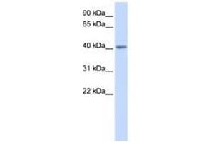 Image no. 1 for anti-Serotonin Receptor 5A (HTR5A) (N-Term) antibody (ABIN6741498) (Serotonin Receptor 5A Antikörper  (N-Term))