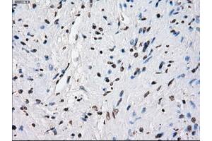 Image no. 20 for anti-P450 (Cytochrome) Oxidoreductase (POR) antibody (ABIN1497746) (POR Antikörper)